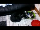 私の部屋に子猫が来た２