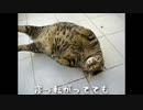 面白 猫動画 もう手遅れになる前に