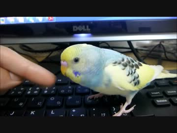【おしゃべり】「おつぽん」と連呼する鳥【インコ】