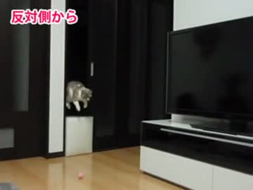 走り高跳びの限界に挑戦する猫