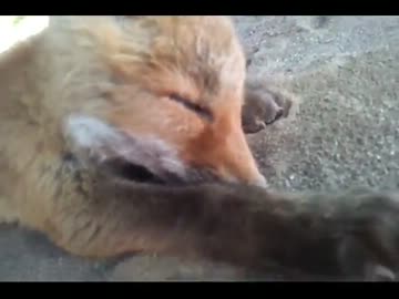 子キツネ引いた？②