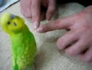 みみすけ　手で遊ぶ　パックンチョ