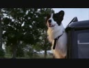 A DOG YEAR 5/5