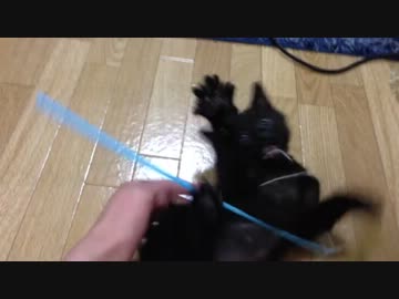 【子猫】我が家のにゃんこが奇行種疑惑【黒猫】