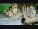 子猫と母猫と川と街