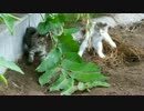 跳ねる子猫たちが可愛いすぎる件