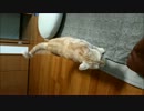 猫ちゃんとキャッチボール