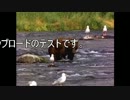 テスト 1.mp4