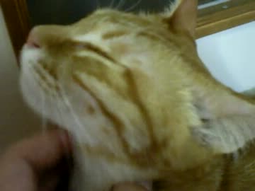 拾いねこ＠生後347/314part1　気持ち良さげなアコさま