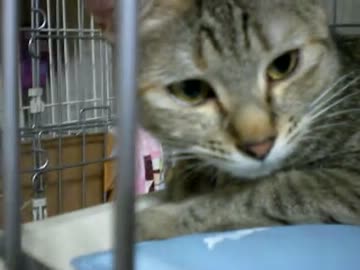 拾いねこ＠生後347/314part2　昨日うｐしそびれたの思い出したので追加っ