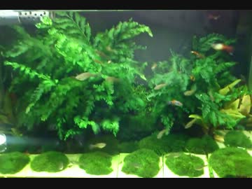 我が家の水槽部屋解説２