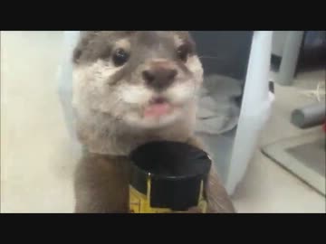 コツメカワウソのお手伝い②.mpg