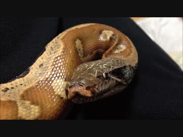 マラヤンブラッドパイソン 増量中