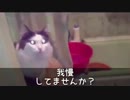 面白 猫動画 ひょっとして我慢してません？