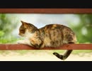 おのみちねこ