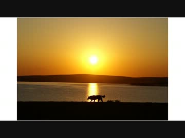 【初見】ハカハカしながらアフリカ実況 最終夜