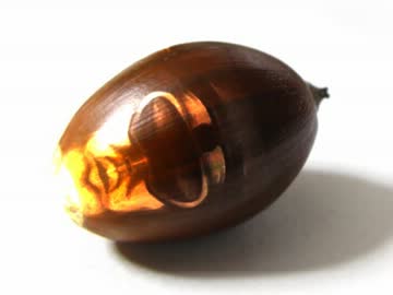 どんぐりたどころ