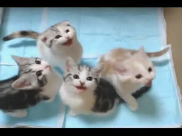 スコティッシュフォールドの子猫初めての離乳食