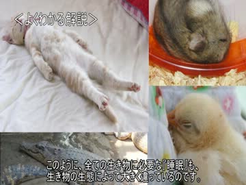 ゆっくり動物雑学「飛びながら…」