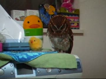 下からフクロウ撮る