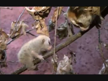 親子で完全和解したベビー淫夢くんUC