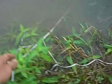 川でスッポンを狙いました