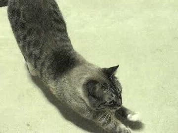 ジャンくんは陽気なネコだった　ひとりぼっちの狂喜乱舞ぶり