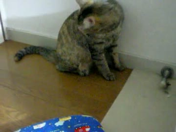 拾いねこ＠生後349/316　毛づくろいつきにょん