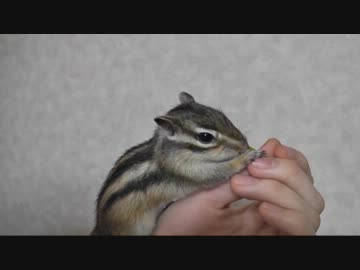 ほうれん草食べてたらカメラ回ってるのに気付いたシマリスさん