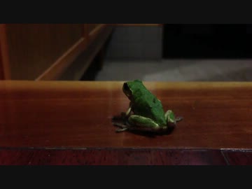 無事かえるおじさん