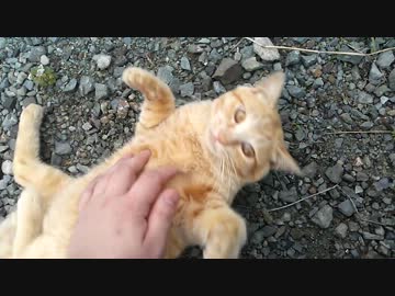 近所の野良猫が、こんなにモフらせるわけがない