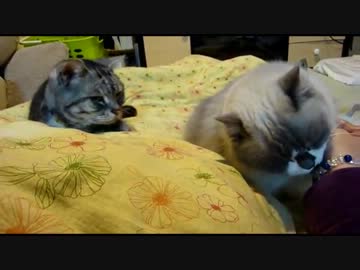 【レオ★ララ】 布団に入ると甘えにきてペロペロ合戦猫