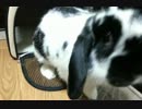 うさぎの別荘1階【ロップイヤー】
