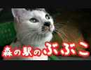 森の駅の猫ぶぶこ