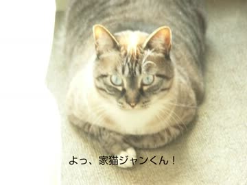 ジャンくんの最終基地　閉じこもって出てこなかったら家庭内野良