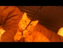 うちのねこがかわいいのでただ自慢するだけの動画