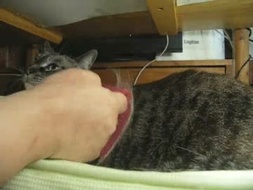 緊急報告！やったー！ママとジャンくんが猫語のニャーで会話した！！