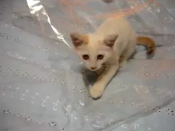 子猫ポッポの袋遊び