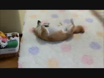 進撃の柴犬いちご