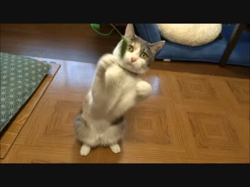 わりといいバランス感覚で遊ぶ猫