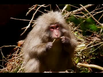 2010年ﾊﾞｲｸの旅 Part.34　【屋久島篇】