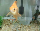 我が家の金魚水槽
