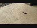 【癒し？】アリを撮影してみた part5