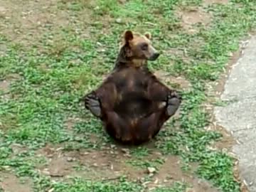 熊が誘ってきた(*´ω｀*)