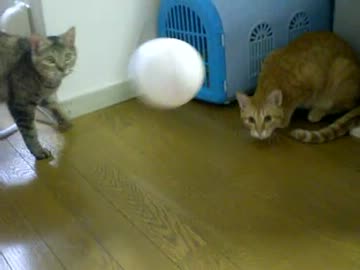 拾いねこ＠生後352/319　アコツキとキャッチボール？