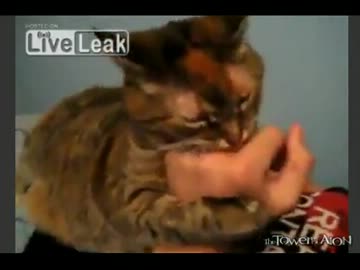 すごい鳴き声のぬこ