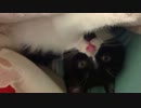 うちの猫様達13