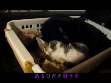 黒猫と仔猫のおはなし。