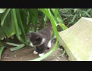 半分野良猫
