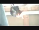 ポケモンのカードを燃やしてみた２
